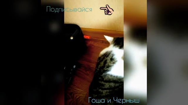 Кошка Муся играет с моими нитками! смотреть онлайн