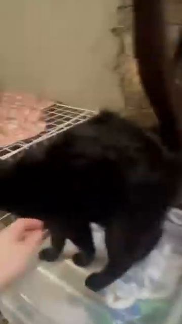 Котик Тихоня ласкается. Ищем ему дом. Приют Петербург #котенок #кот #cat #кошка смотреть онлайн