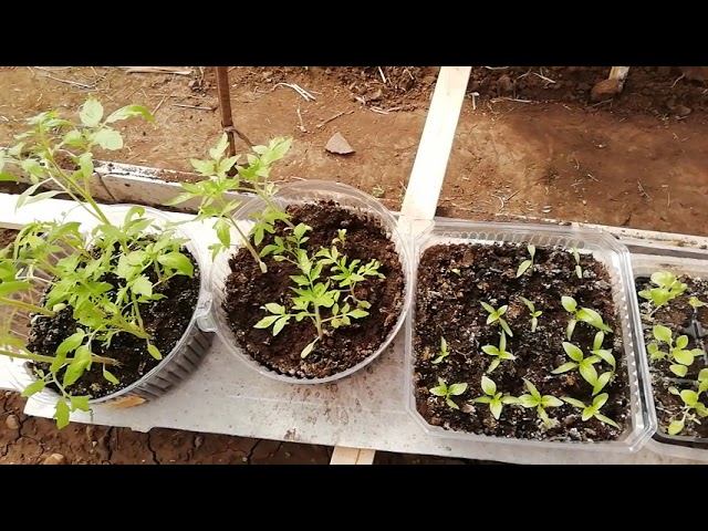 И снова про перепелят и теплицу смотреть онлайн