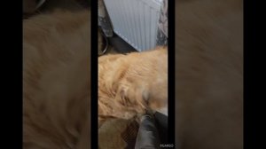 Как одновременно  накормить 22 собаки? Легко.
