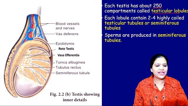 Male Reproductive System- Human Reproduction , Class 12 Biology