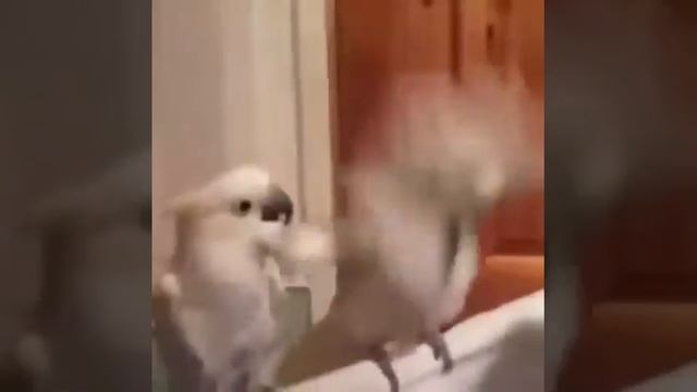 всем прив я вернулся🥳🥳🥳 смотреть онлайн