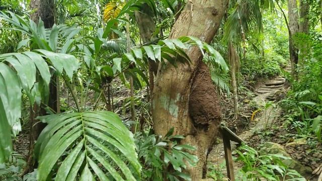 Carambola Garden - Roatan Island, Honduras смотреть онлайн