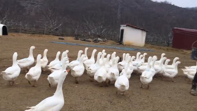 Kazlarda En Garanti Dişi Erkek Ayrımı Nasıl Yapılır👍🏽#mastkazı#amerikanördeği#beçtavuğu#Hindi смотреть онлайн