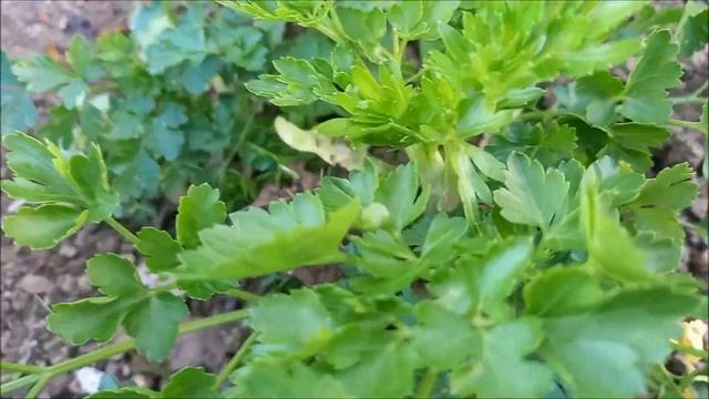 SADITE PERŠUN NA OVAJ NAČIN ZA OBILJE ZDRAVIH I KVALITETNIH LISTOVA смотреть онлайн