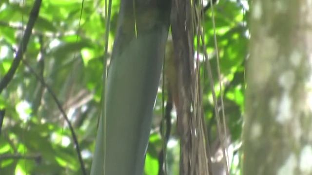 Olivaceous Woodcreeper (Sittasomus griseicapillus) смотреть онлайн