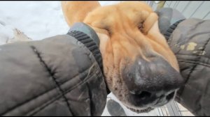 Как живет собака без нижней челюсти?