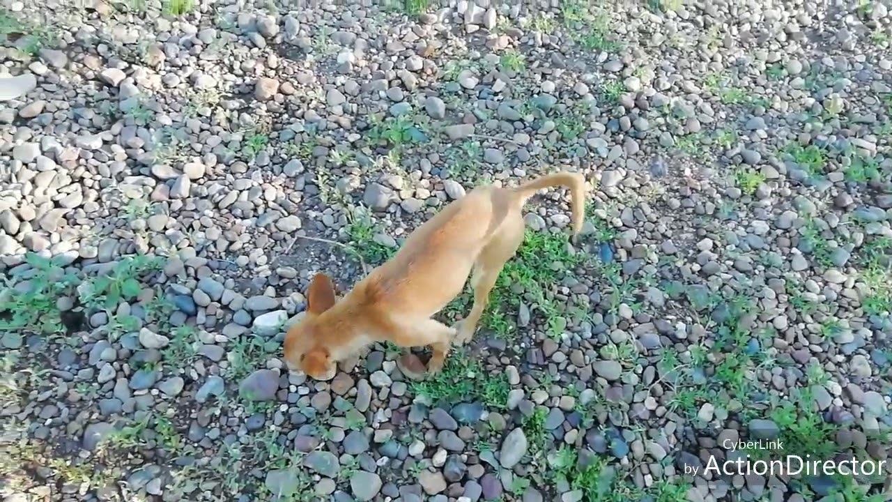 И снова прогулка с Лизой! смотреть онлайн