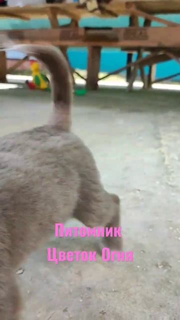 Микро мальчишка чихуахуа лилового окраса