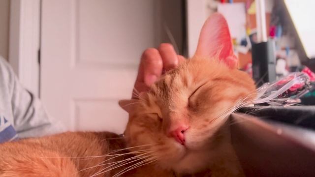 My handsome boy enjoys his head-pats (SOUND ON)