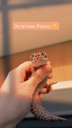 мой эублефар 🧡