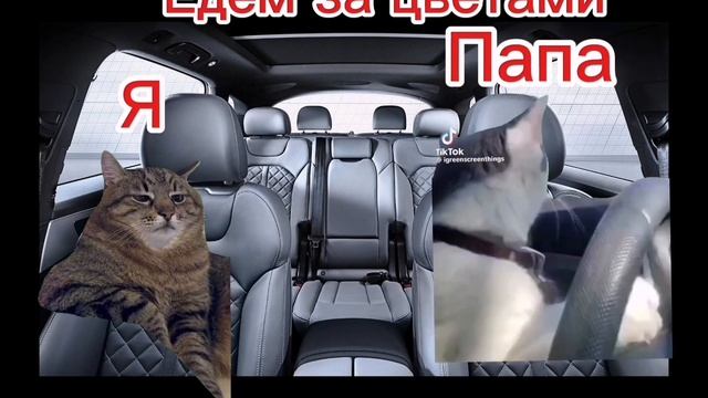 День рождения мамы 4 серия, кошачья жизнь