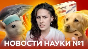 Мыши-спасатели и опасные манекены — ЭТО правда?! | Новости науки #1
