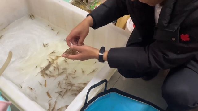 大廚戶外放蝦籠有意外收穫，河蝦馬口魚慢慢煎，一口一個太過癮了【秒飛美食屋】， #河蝦的家常做法 #河蝦的10種最佳吃法