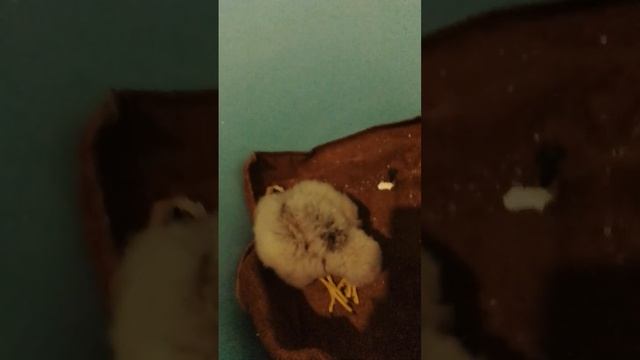 17 июня 2024 г. смотреть онлайн