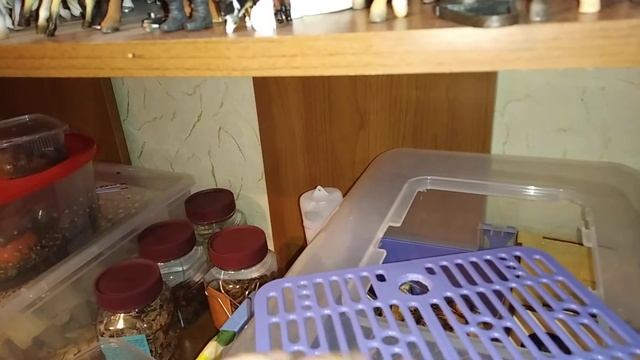 Клюква