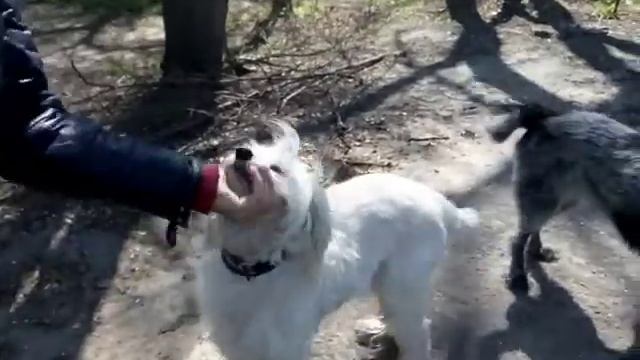 Карантин. Детвора на утренней пробежке. Парк смотреть онлайн
