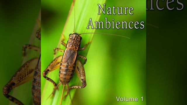 Continuous Single Cicada Ratchet with Faint Bird in Background смотреть онлайн