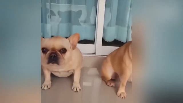 котята и щенки смешные, очень смешные моменты // Kitty And Doggy Very Funny Moments
