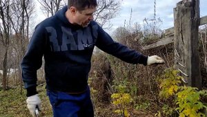 ПОСАДКА ШИПОВНИКА В ДЕРЕВНЕ Ч2