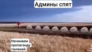 Тюлениииииии