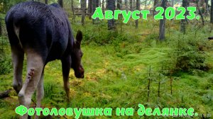 На делянке. Кадры с фотоловушки.
