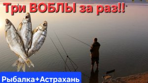 🔥ТРИ ВОБЛЫ - ЗА РАЗ🔥 Рыбалочка на Волге!! Апрель-Астрахань !!