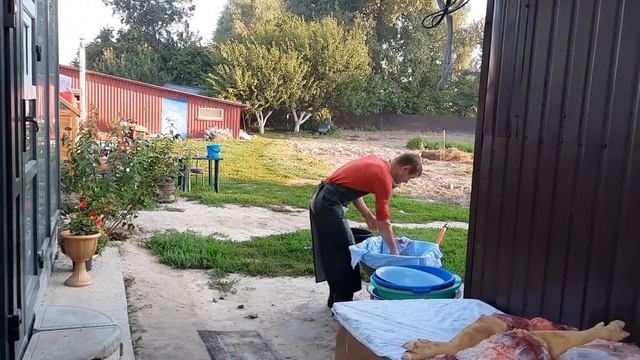 Симимісячний кабан в розибраному виглядіТаранчук-свіжинаПетрівна знімає пробуСаломясо