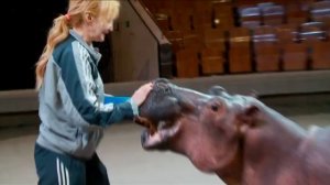 Цирк! Цирк! Цирк! - «Утро с вами» 17.06.2016