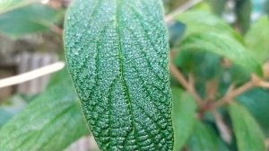 Калина морщинистая