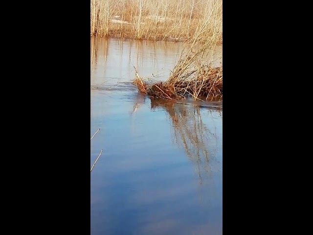 Паводок 07.04.2019 на речушке Ашкадар, утро. смотреть онлайн