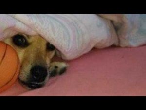 Подкинули на сьедение алабаю Лёлику