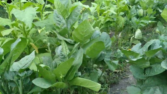 Уборка урожая махорки \ Урожайность махорки сравнительно с средним табаком смотреть онлайн