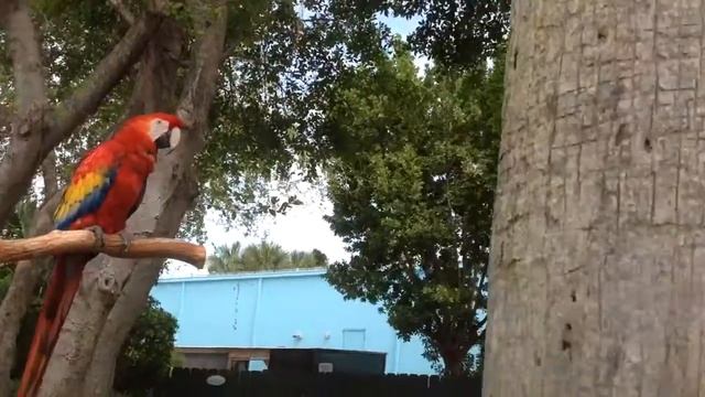 Хроники американского путешествия#Океанариум Майями#Скандальные попугаи смотреть онлайн