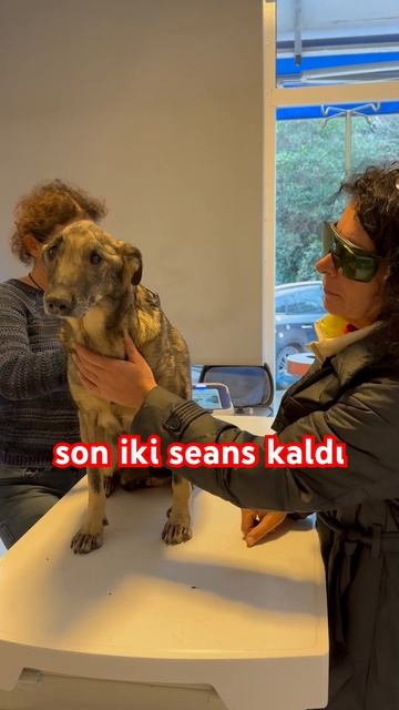 toplamda nakil 10 bin tedavi 2 bin yardım edermisiniz 05342509399 #yardım #distemper смотреть онлайн