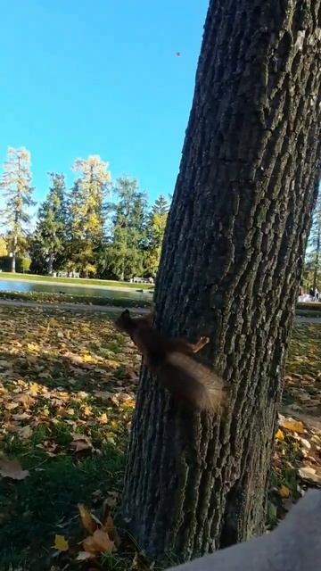 СМЕЛАЯ БЕЛОЧКА | запасы на зиму смотреть онлайн