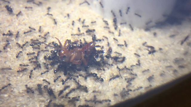 Pheidole megacephala soldiers смотреть онлайн