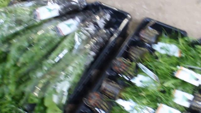 Aquarium Plant Delivery at Aqua Essentials