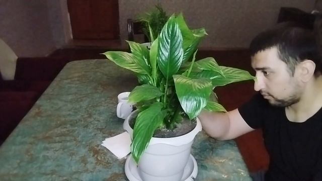 Правила обрезки горшечных роз (Chamaedorea Elegans) Spatifilium (Qadın xoşbəxtliyi gülü) Хамедорея смотреть онлайн