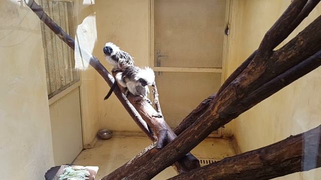 Tamarin Oedipus смотреть онлайн