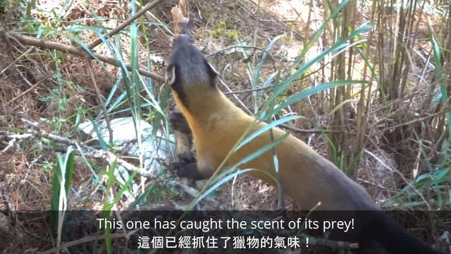 嘉明湖登山步道－(黃喉貂在獵中) Jiaming Lake Hike (Yellow-throated Marten Hunting) смотреть онлайн