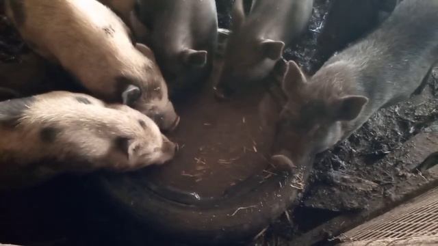 У кого больше бульбочки смотреть онлайн