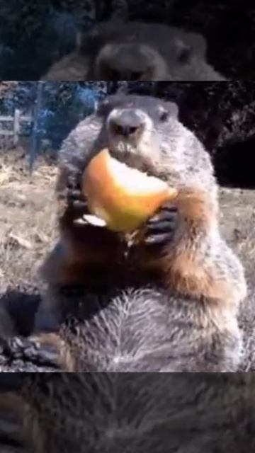 бобр кушает смотреть онлайн