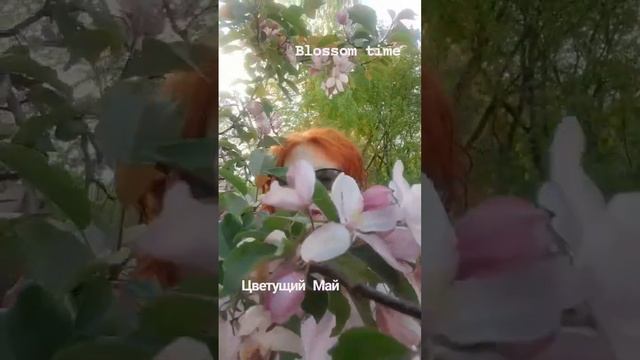 Розовый Май!!! 🌸🌸🌸 #цветениеяблони #май2023