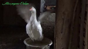 Гоша зовет свою гусыню!