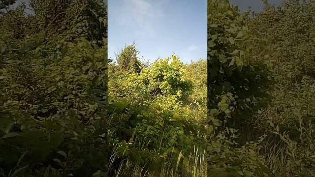Кучная , белая шелковица