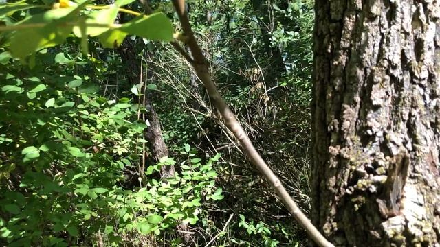 Juglans nigra (Juglandaceae) black walnut смотреть онлайн