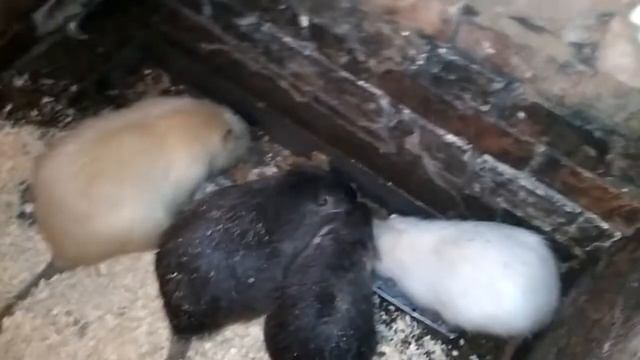 #Нутрии_молодая_семья смотреть онлайн