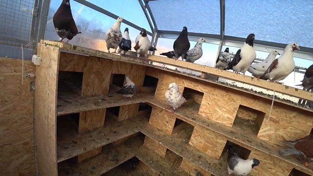 Настроение голубей смотреть онлайн