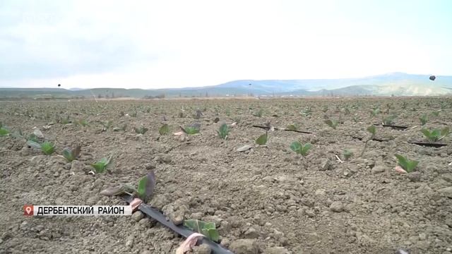 Фермеры Дагестана выращивают овощи на площади около 42 тыс. га смотреть онлайн